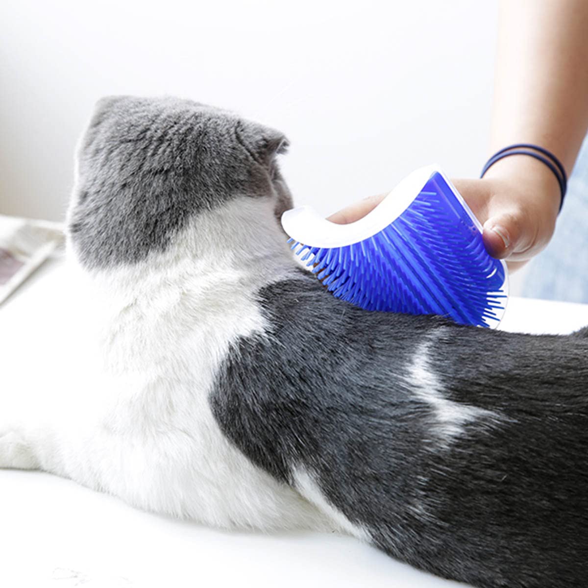 2 Pack Self Grooming Wall Brush For Cats And Dogs - Cat Groomer With Catnip, Massage Comb Tool For Long & Short Fur Pets (Blue)
